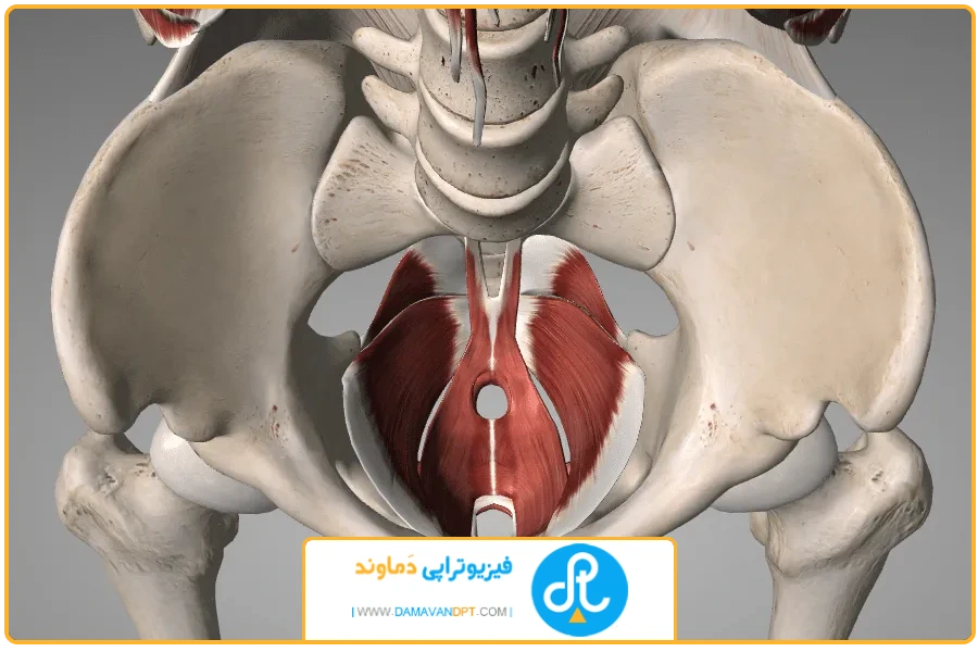 آناتومی لگن | فیزیوتراپی لگن در شیراز